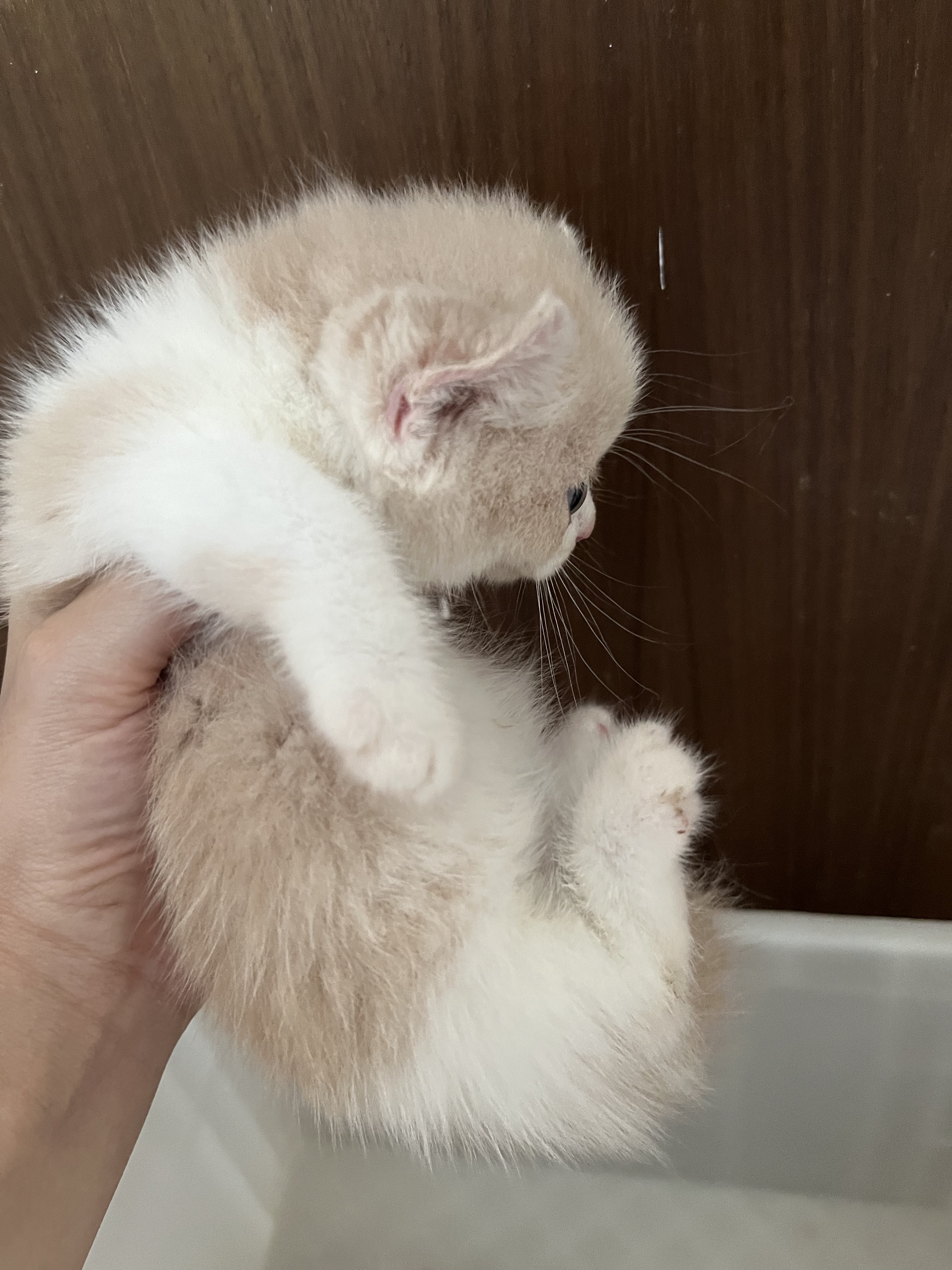 卷耳矮脚猫卷耳曼基康乳白卷耳